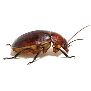 American Cockroach