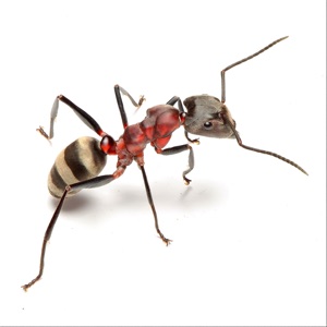 Ants