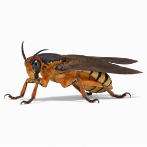 Asian Hornet