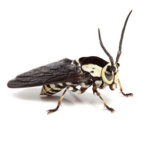 Bald-Faced Hornet