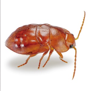 Bedbug