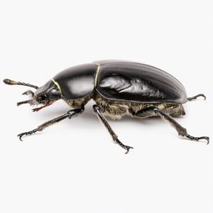 Beetles