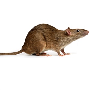 Brown Rat