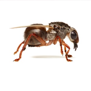 Cat Flea