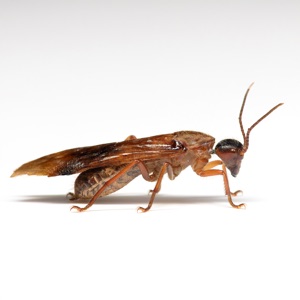 Dampwood Termite