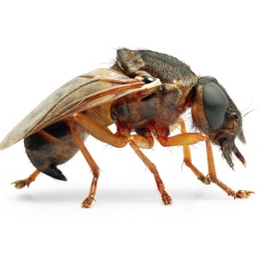 Dog Flea