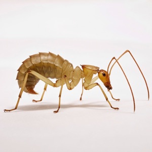 Drywood Termite