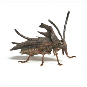 Earwigs