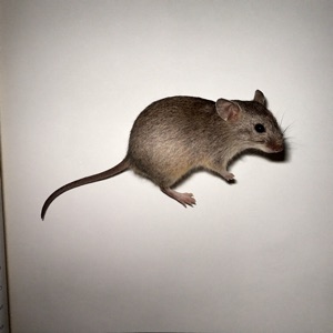 Field Mouse