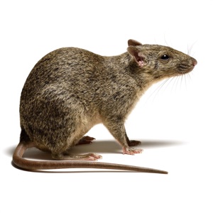 Field Rat