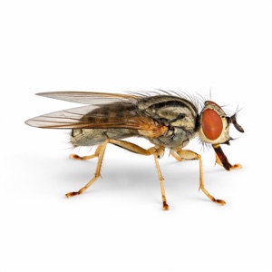 Fruit Flies