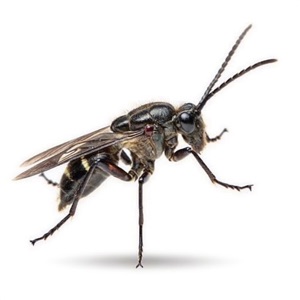 Gnats