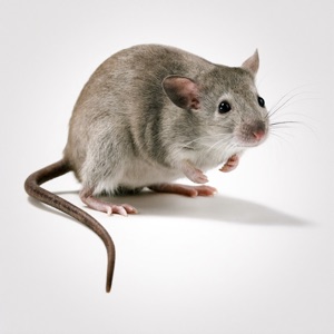 House Mouse