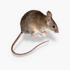 Mice