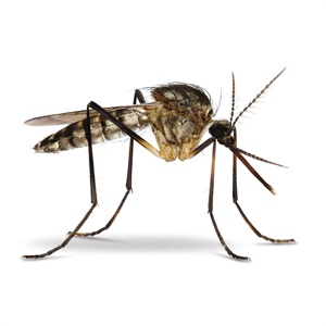 Mosquito