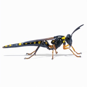Mud Dauber