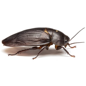 Oriental Cockroach
