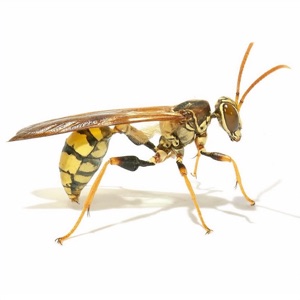Paper Wasp