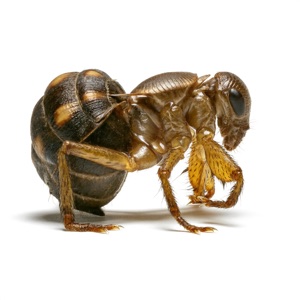 Rat Flea