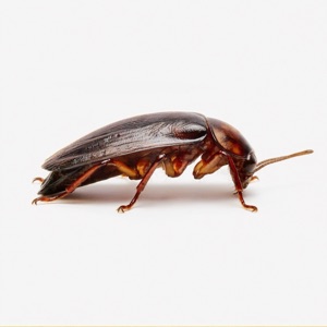 Roaches