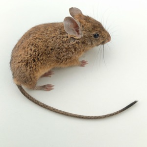 Rodent