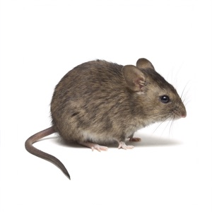 Rodents