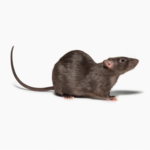 Roof Rat