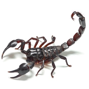Scorpion