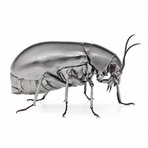 Silverfish