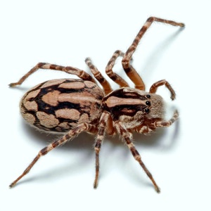 Spiders