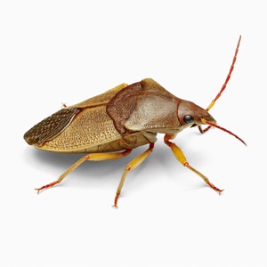 Stink Bugs