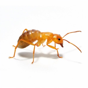 Termites