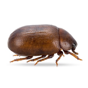 Ticks