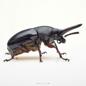 Weevils