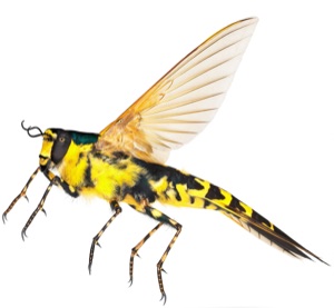 Western Yellowjacket
