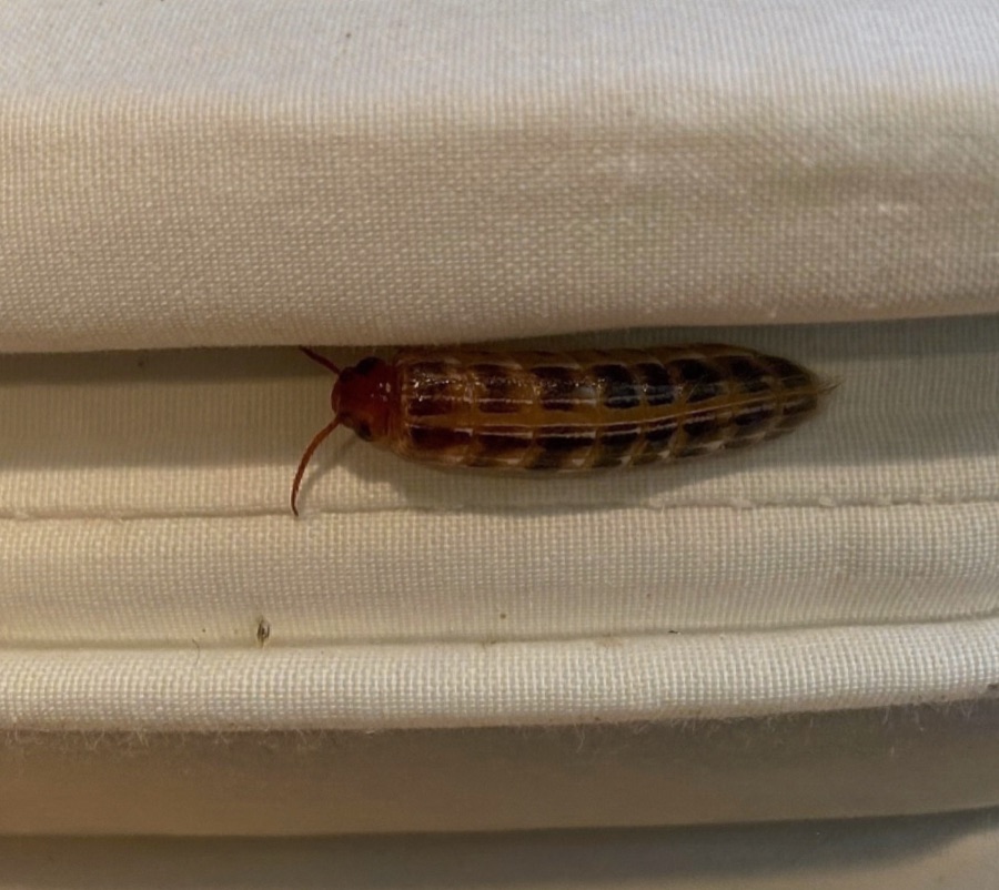 Bed Bug Treatment