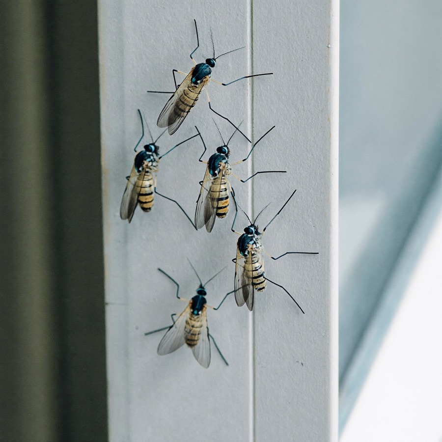 Mosquito Control
