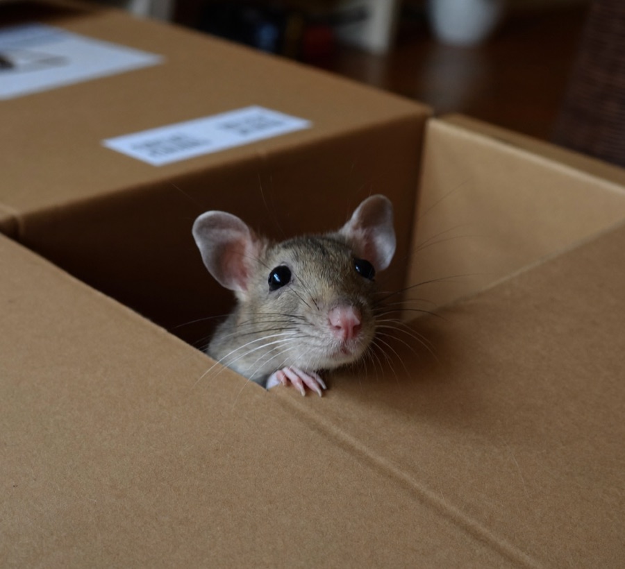 Rodent Control