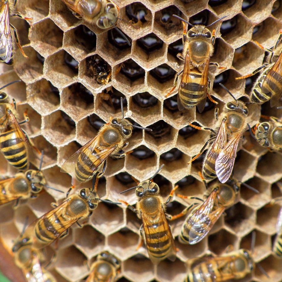 Stinging Insect Control