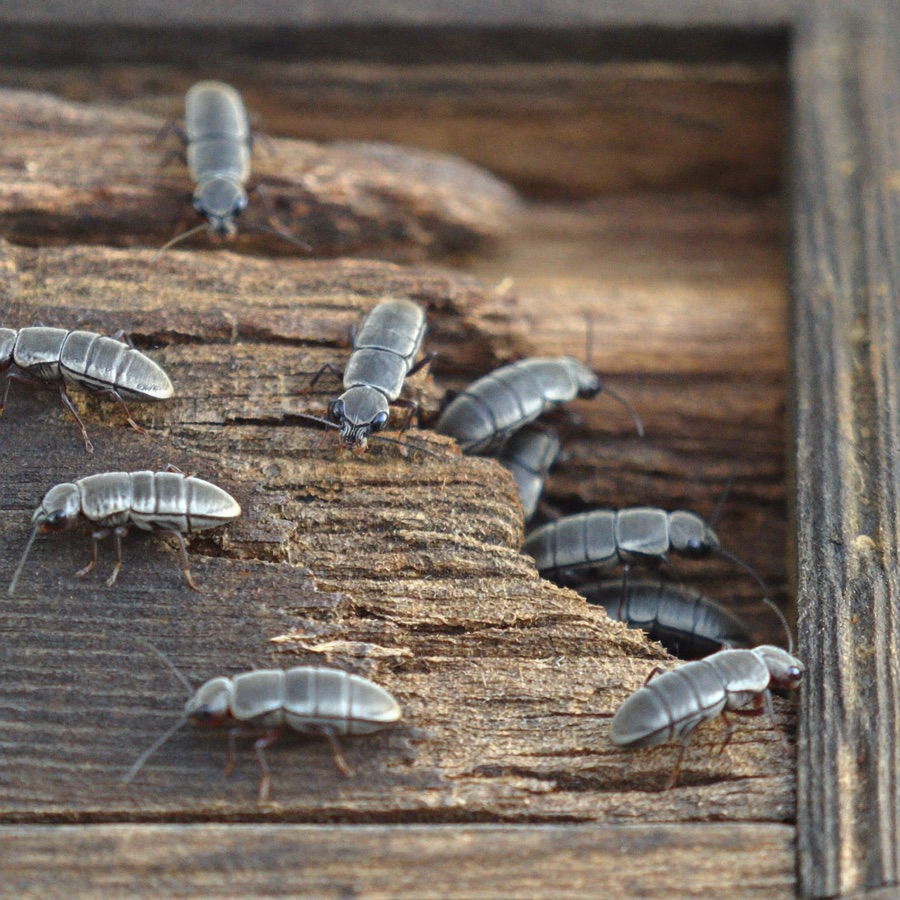 Termite Control